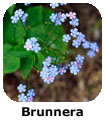 Brunnera